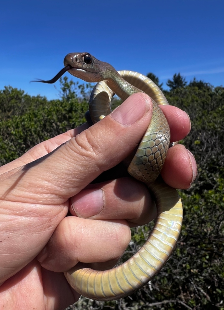 Yellowbelly Racer